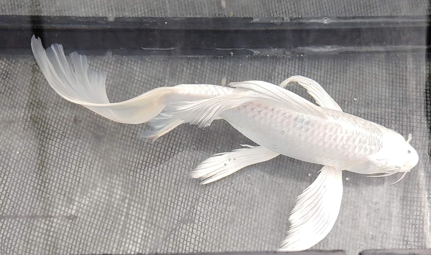 Butterfly koi