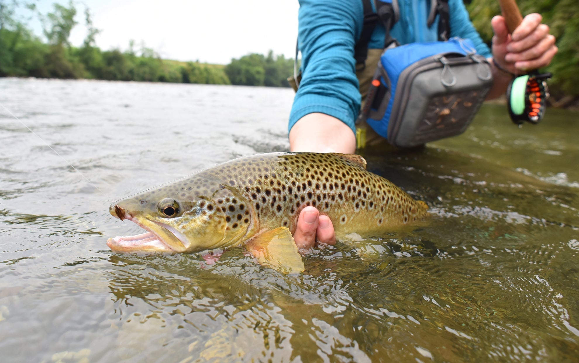Pink Lady Classic Dry Fly - 6 Flies Size 14