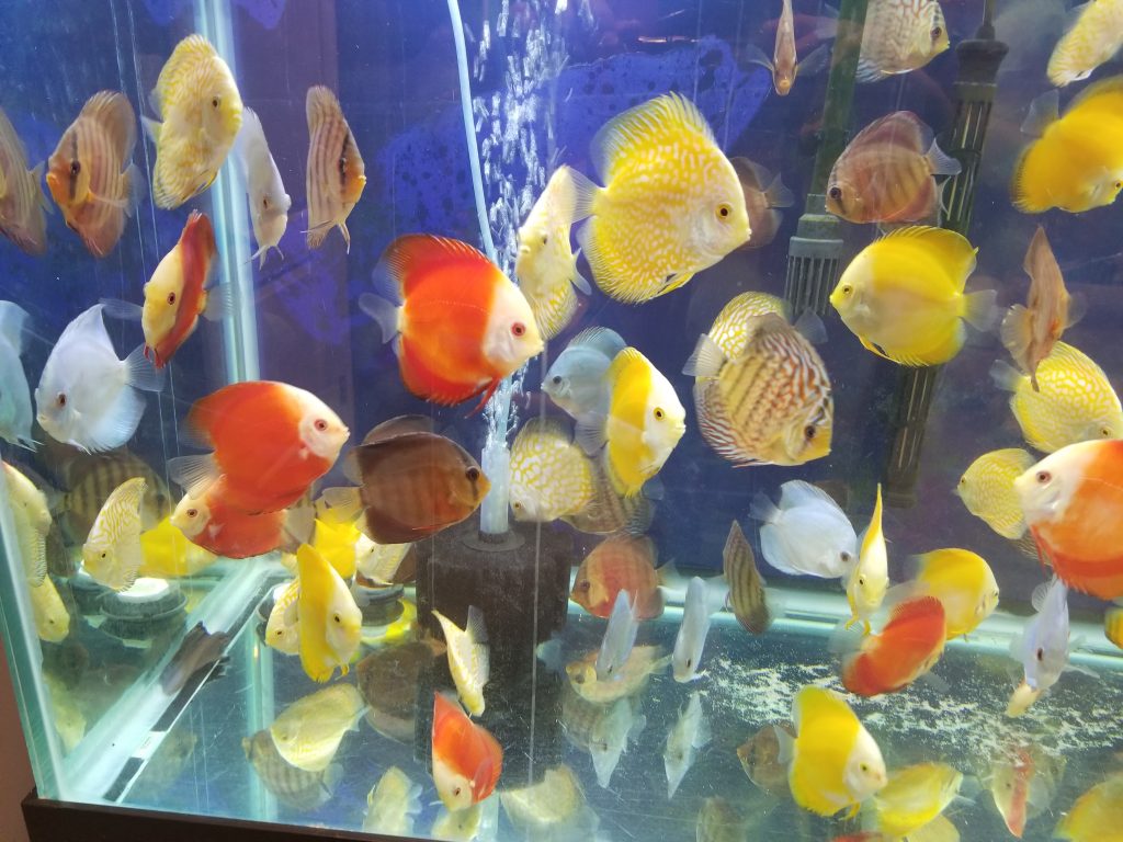 Golden Discus (Yellow Marlboro)