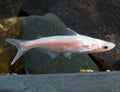 Albino iridescent sharks