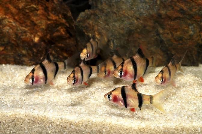 Blushing Tiger Barb
