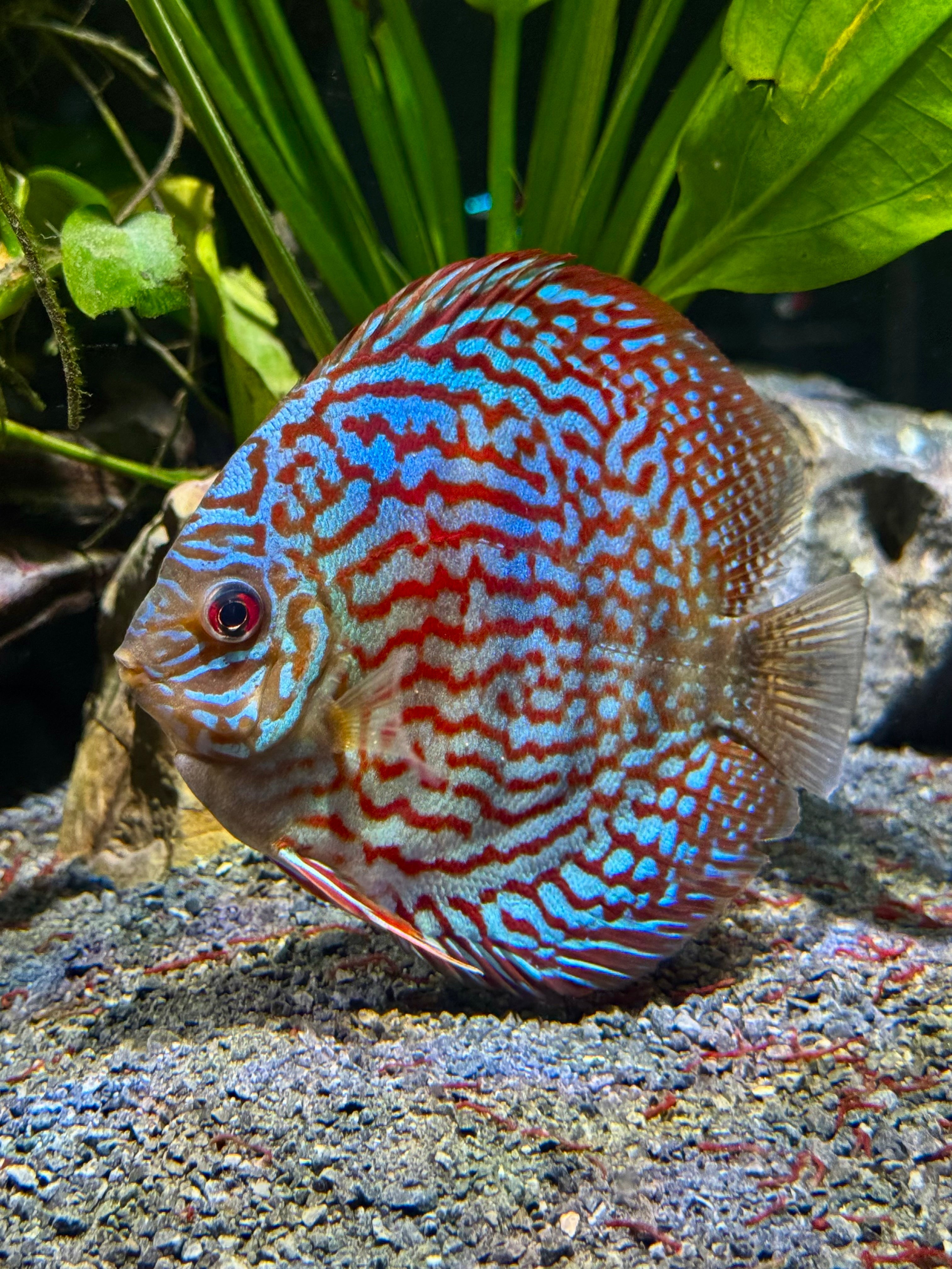 Red Melon Discus (Red Marlboro)
