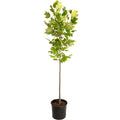 Tulip Poplar