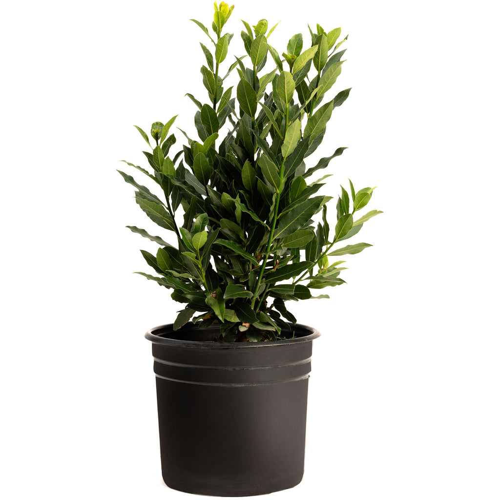 Bay Laurel