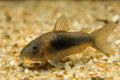 Bronze Cory