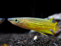Golden Wonder Killifish
