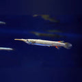 Halfbeak fish 1”-1.5”