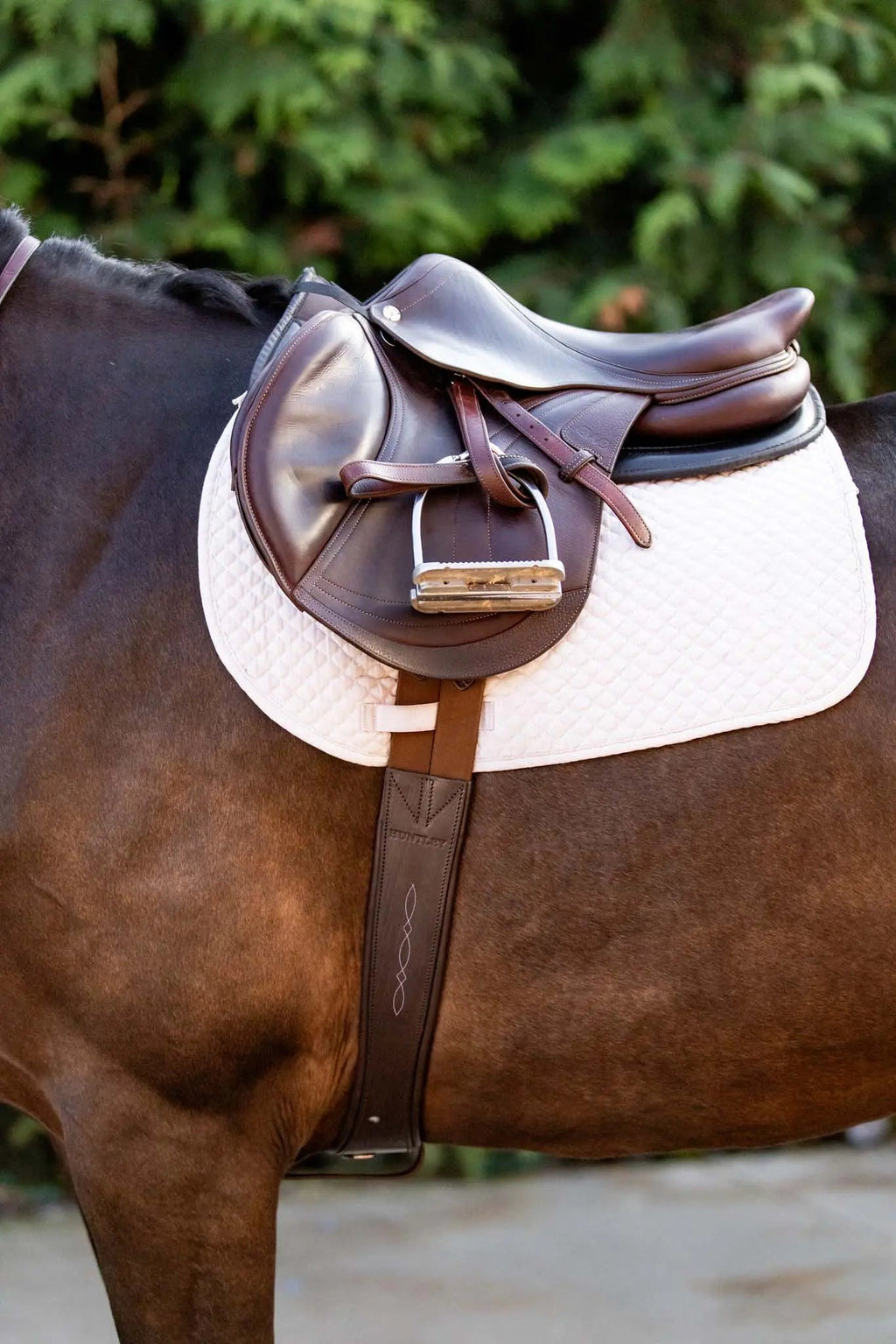 Cincha de cuero Huntley Equestrian Sedgwick con costuras decorativas y acolchada con forma contorneada y elástico en ambos extremos