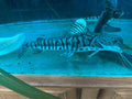 Dolphin Head Tiger ShovelNose Catfish 16"