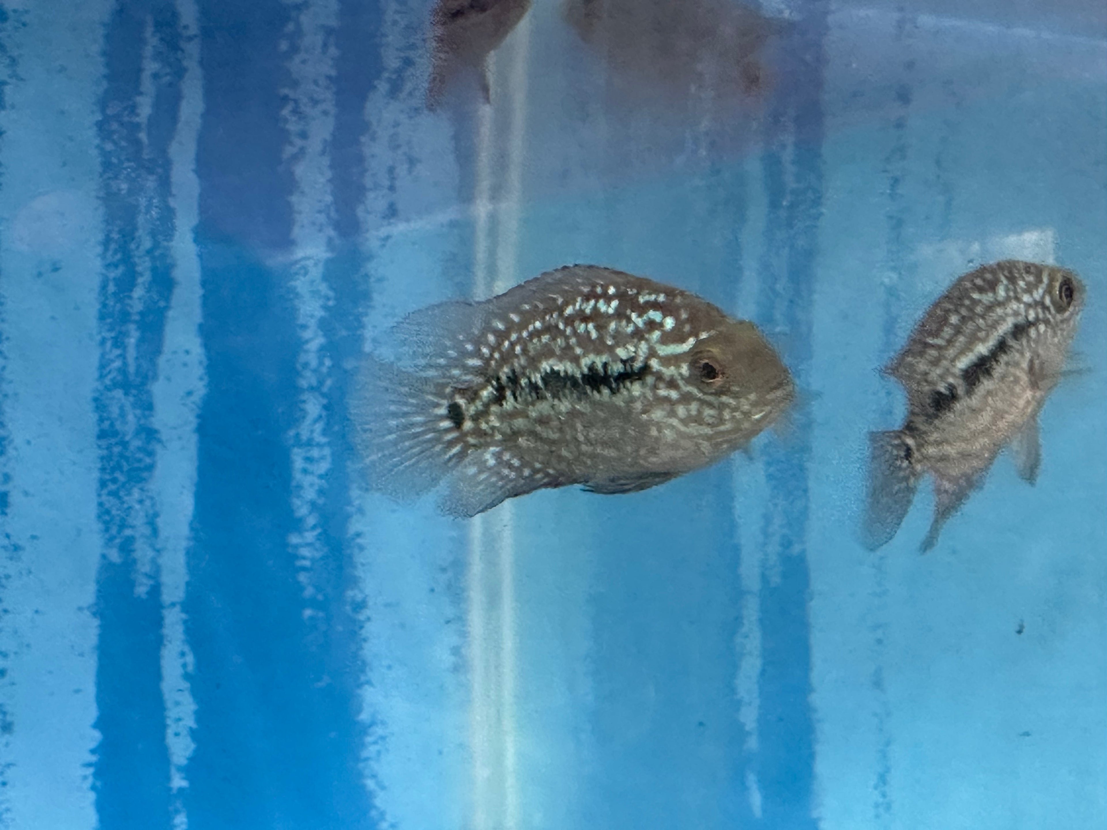 RED TEXAS CICHLID (HERICHTHYS CYANOGUTTATUS SP)