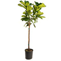 Fiddle Leaf Fig Tree