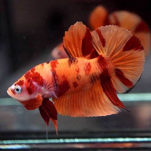 Betta Nemo (Male)