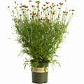 Li'l Bang™ Red Elf Coreopsis