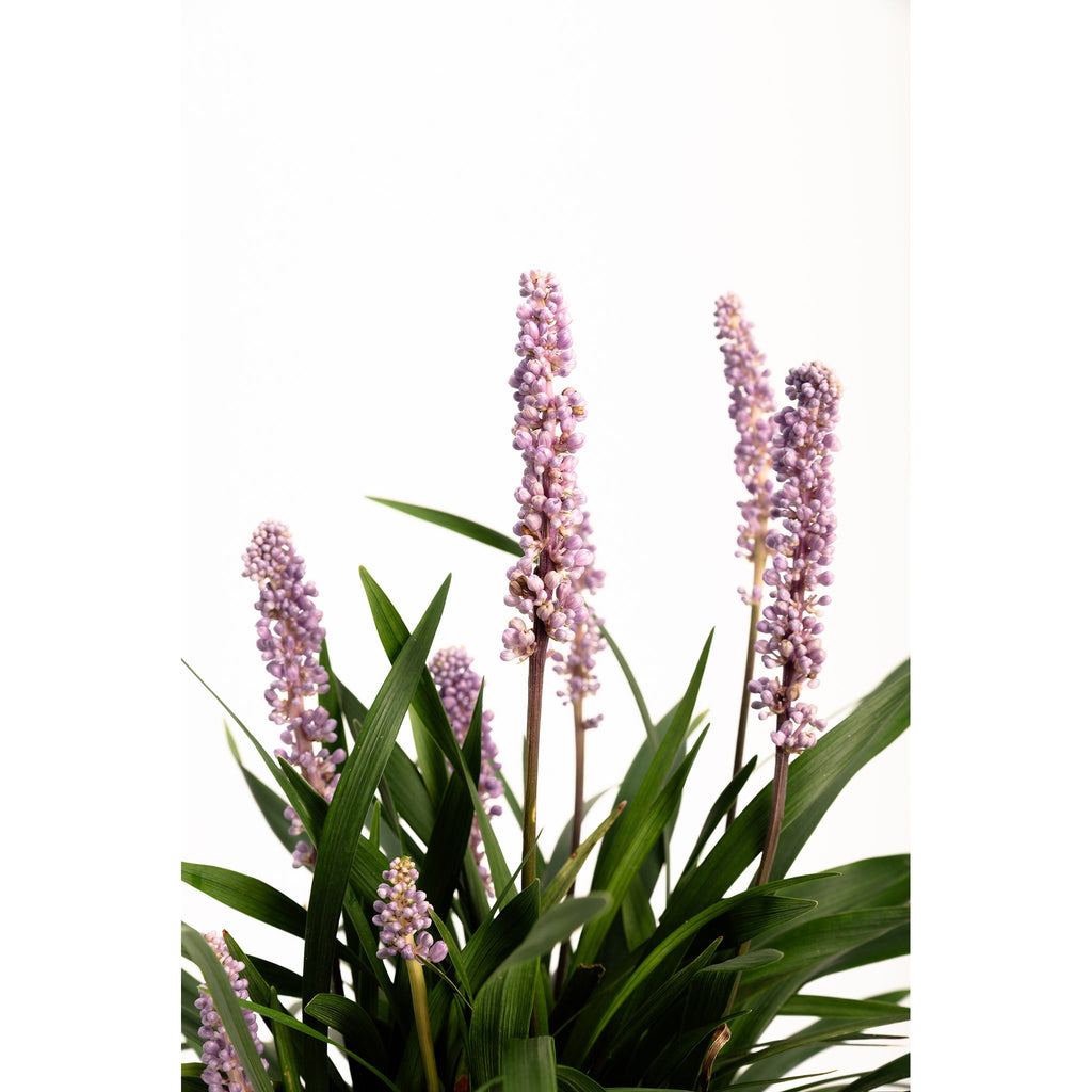Purple Explosion™ Lilyturf