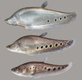 Clown Knifefish