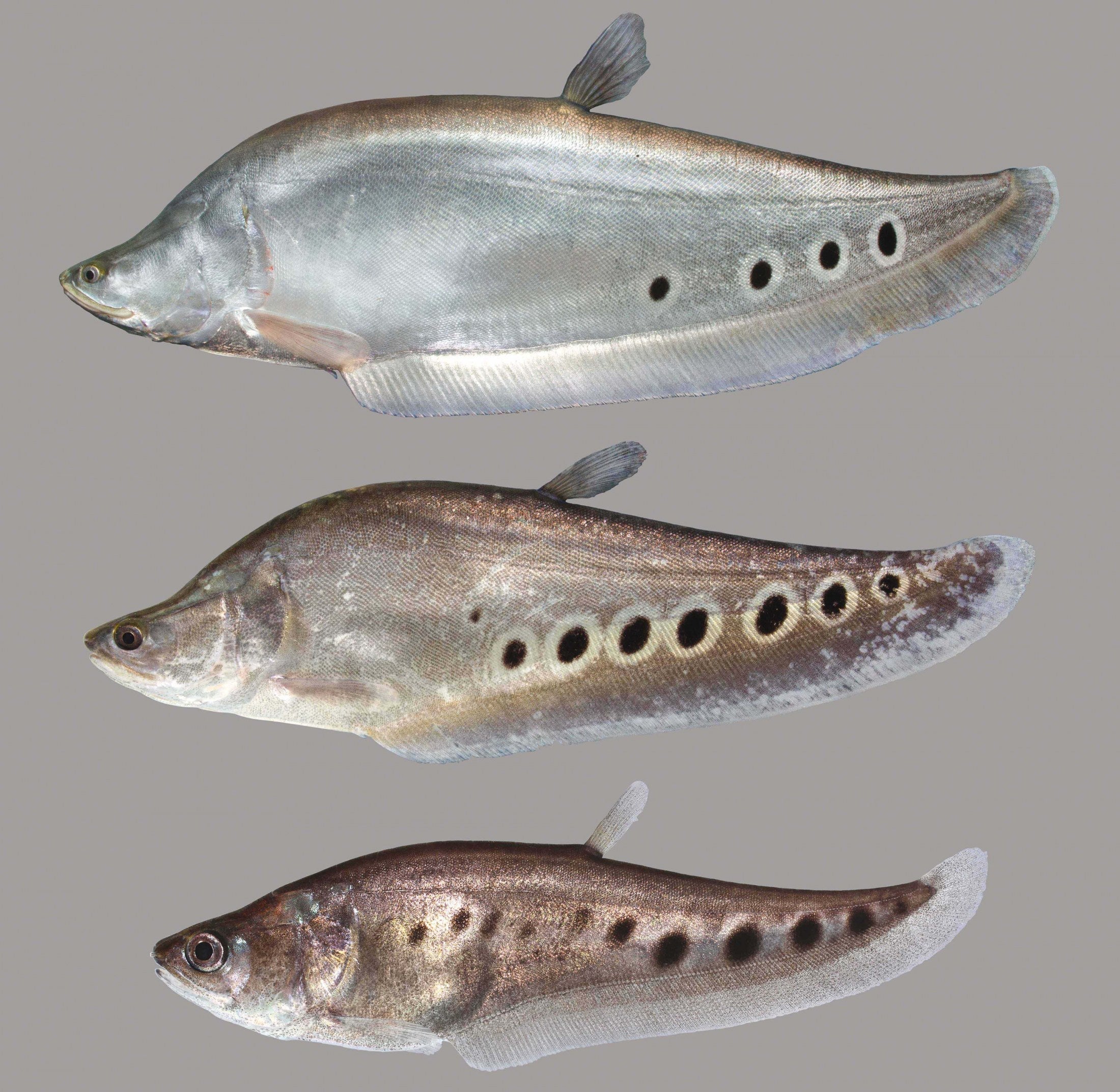 Clown Knifefish