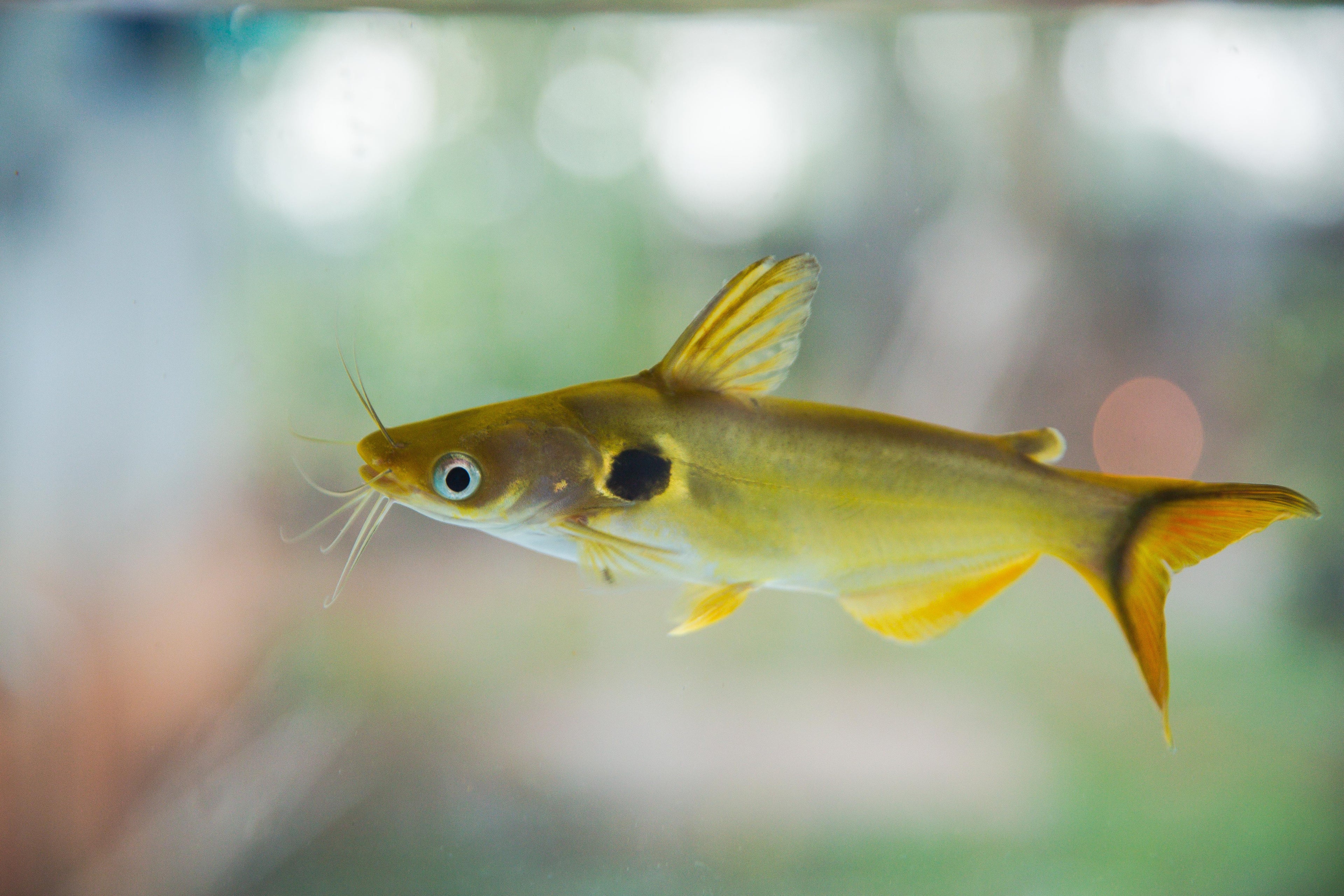 Sun Catfish (Horabagrus brachysoma)
