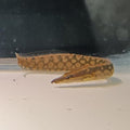 Tire Track Eel