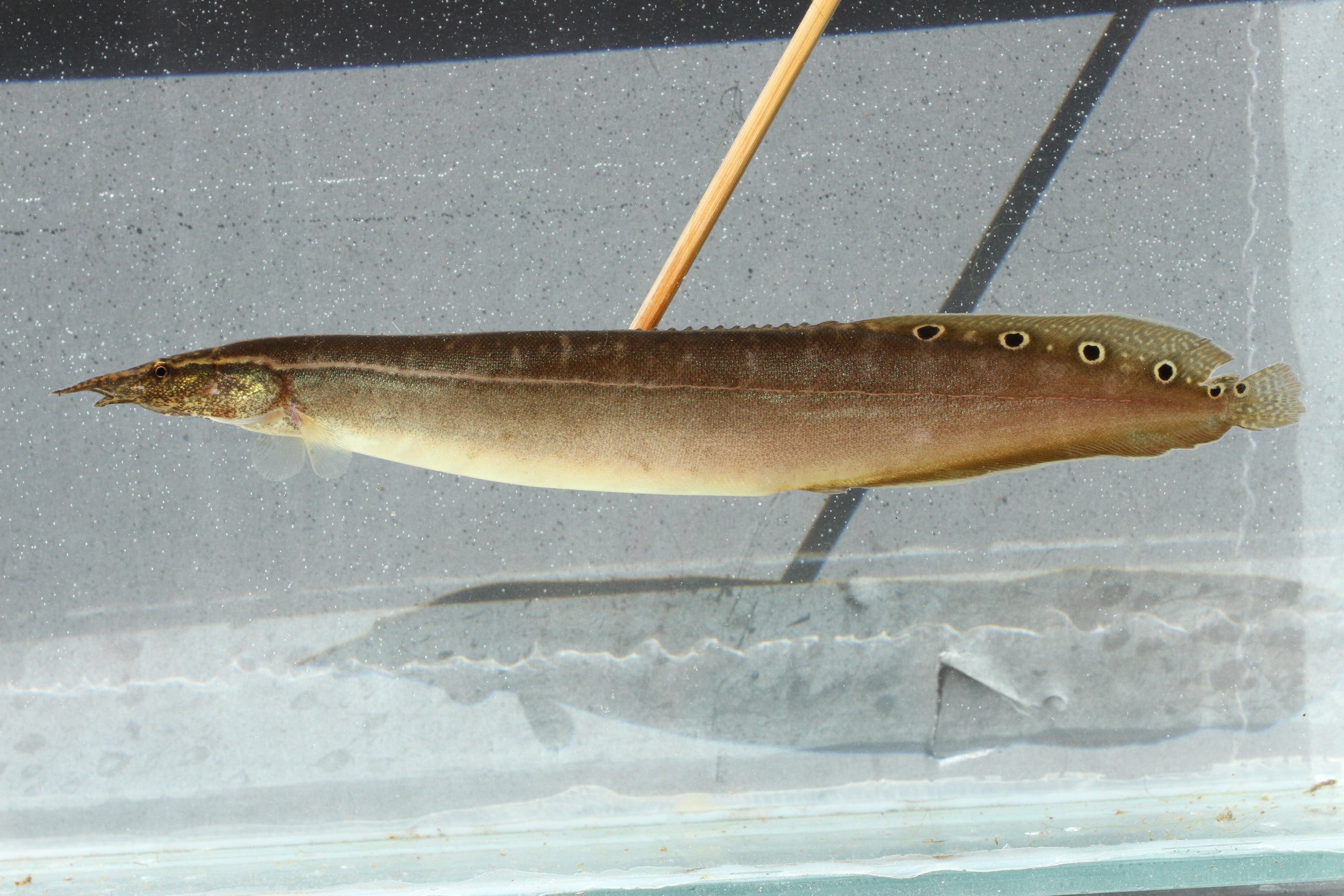 Spiney Eel
