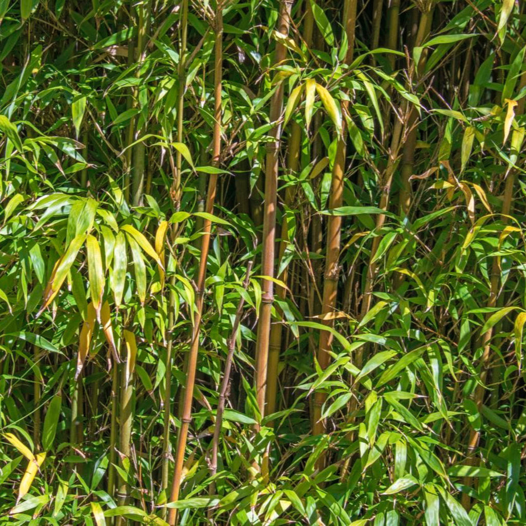 Alphonse Karr Bamboo