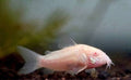 Albino Corydora