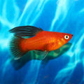 Red Wag Hi-Fin Platies