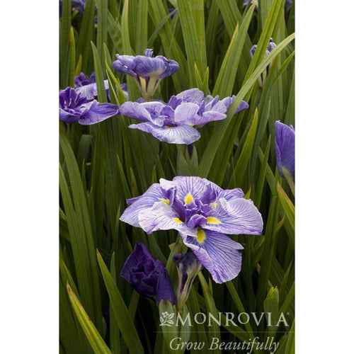 Butterflies In Flight Japanese Iris