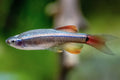 White Cloud Minnow